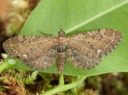 1834 Common Pug (Eupithecia vulgata)