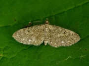 1835 White-spotted Pug (Eupithecia tripunctaria)