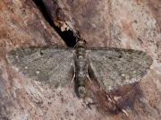 1835 White-spotted Pug (Eupithecia tripunctaria)