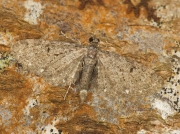 1835 White-spotted Pug (Eupithecia tripunctaria)