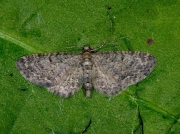 1837 Grey Pug (Eupithecia subfuscata)