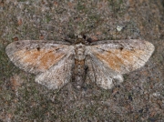 1838 Tawny Speckled Pug (Eupithecia icterata) worn