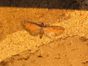 1838 Tawny Speckled Pug (Eupithecia icterata)