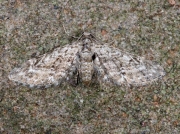 1846 Narrow-winged Pug (Eupithecia nanata)