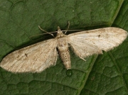 1849 Ash Pug (Eupithecia innotata f. fraxinata)