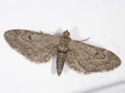 1849 Ash Pug (Eupithecia innotata f. fraxinata)
