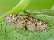 1852 Brindled Pug (Eupithecia abbreviata)