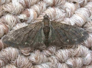 1852 Brindled Pug (Eupithecia abbreviata f.hirschkei)