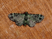 1860 Green Pug (Pasiphila rectangulata)