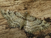 1862 Double-striped Pug (Gymnoscelis rufifasciata)