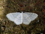 1875 Small White Wave (Asthena albulata)