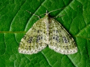 1883 Yellow-barred Brindle (Acasis viretata)