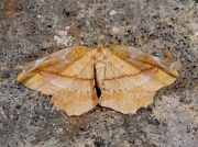 1910 Lilac Beauty (Apeira syringaria)