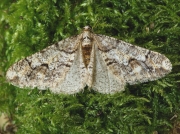 1932 Spring Usher (Agriopis leucophaearia)