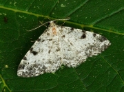 1942 Dotted Carpet (Alcis jubata)