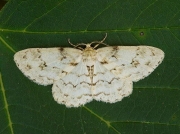 1947 The Engrailed (Ectropis bistortata)