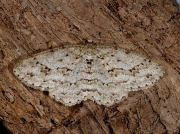 1947 The Engrailed (Ectropis bistortata)