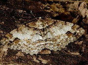 1949 Square Spot (Paradarisa consonaria)