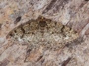 1950 Brindled White-spot (Parectropis similaria)