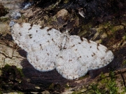 1951 Grey Birch (Aethalura punctulata)