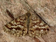 1952 Common Heath (Ematurga atomaria) - male