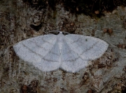1955 Common White Wave (Cabera pusaria)