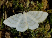 1956 Common Wave (Cabera exanthemata)