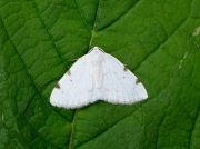 1957 White-pinion Spotted (Lomographa bimaculata)