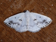 1958 Clouded Silver (Lomographa temerata)