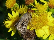 2176 Antler Moth (Cerapteryx graminis)
