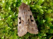 2190 Hebrew Character (Orthosia gothica)