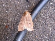 2299 Mouse Moth (Amphipyra tragopoginis)