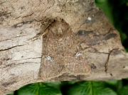 2343 Common Rustic agg (Mesapamea secalis)