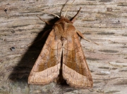 2361 Rosy Rustic (Hydraecia micacea)