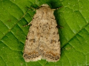 2389 Pale Mottled Willow (Paradrina clavipalpis)