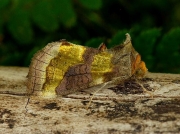 2434 Burnished Brass (Diachrysia chrysitis)