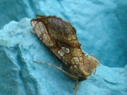 2437 Golden Plusia (Polychrysia moneta)