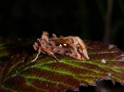 2442 Beautiful Golden Y (Autographa pulchrina)