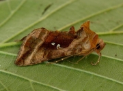 2443 Plain Golden Y (Autographa jota)