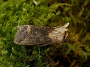 2449 Dark Spectacle (Abrostola triplasia)