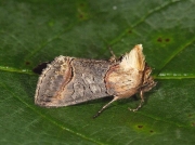 2449 Dark Spectacle (Abrostola triplasia)