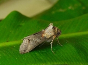 2449 Dark Spectacle (Abrostola triplasia)