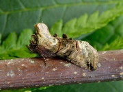 2450 The Spectacle (Abrostola tripartita)