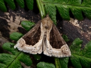 2476 Beautiful Snout (Hypena crassalis)