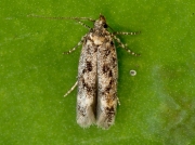 Caryocolum species of micro moth
