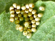 Emperor Moth (Saturnia pavonia) batch of eggs