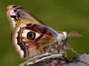 Male Emperor Moth (Saturnia pavonia) showing combed antennae