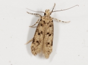 Gelechiidae species of micro moth