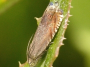 1257 Pea moth (Cydia nigricana)