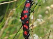 0169 Six-spot Burnet (Zygaena filipendulae) male and female mating on grass stem